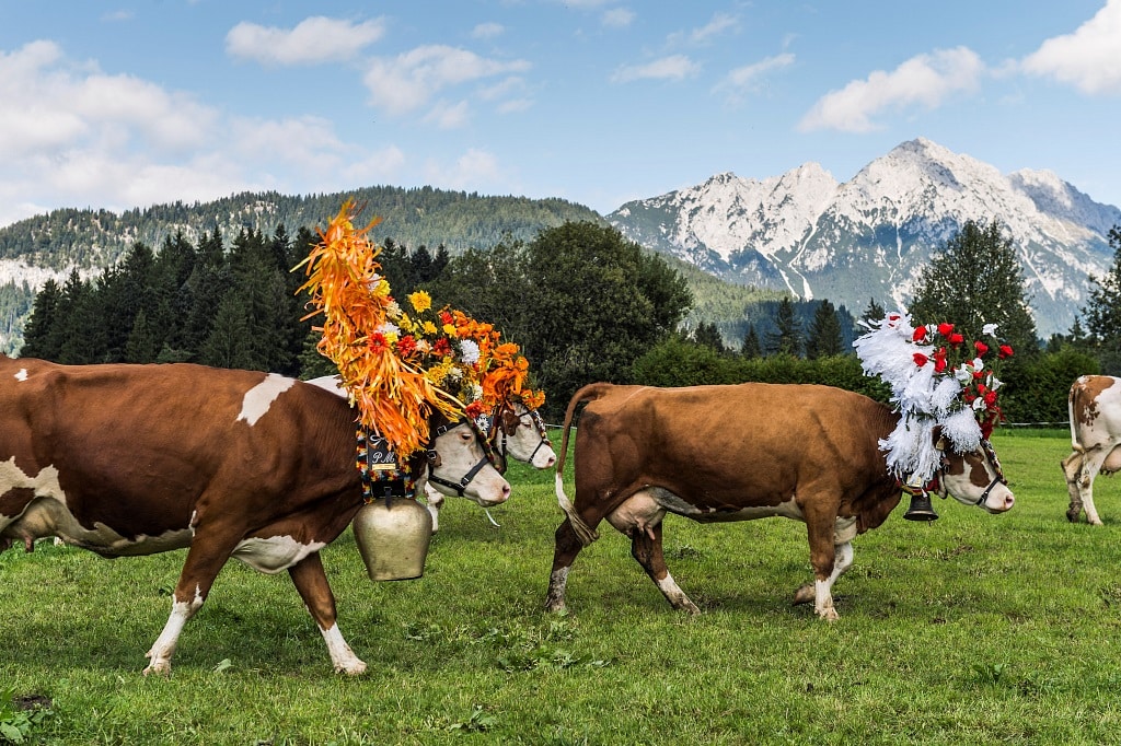 Almabtrieb in Söll